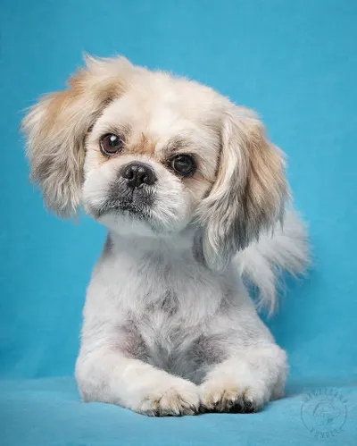 Wyczesany Kundel - Grooming z sercem